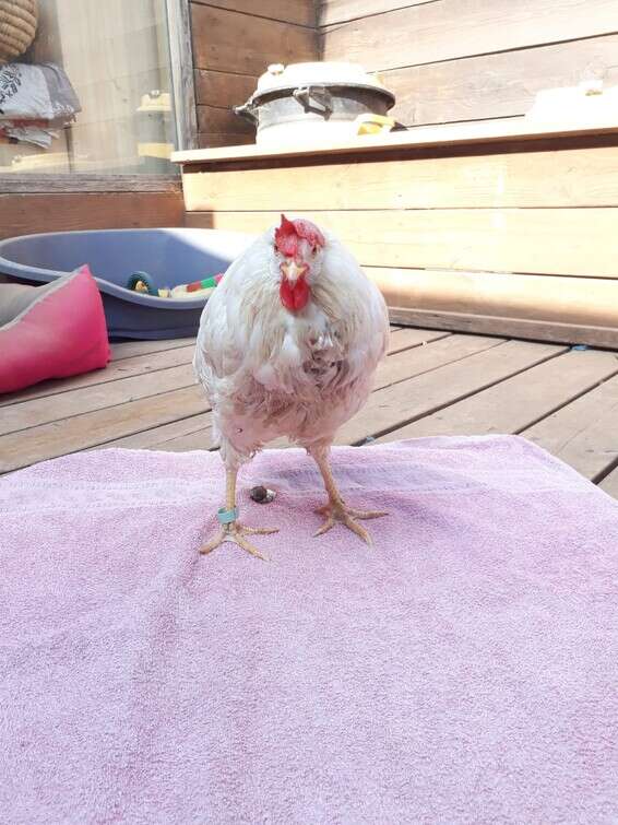 דווקא בתקופה זו: מעניקים חיים לתרנגלות // צילום: חוות החופש